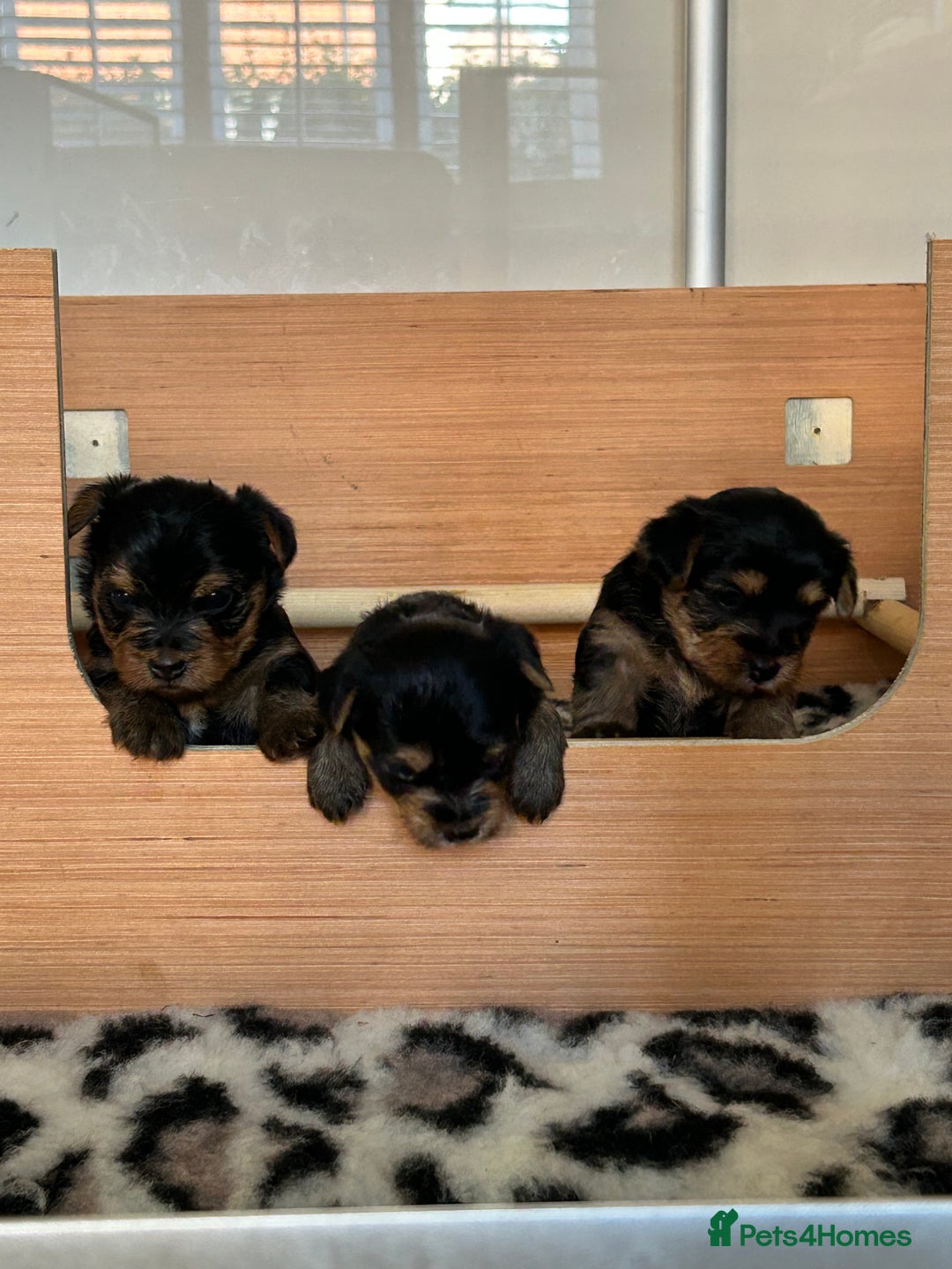 Yorkshire Terrier dogs for sale: Pedigree Healthy toy Yorkshire Terrier pups  - Image 3