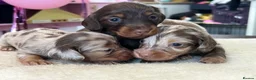 Miniature Dachshund dogs for sale: Tiny KC Long Haired Dachshunds  Chocolate & Dapple - Advert 15