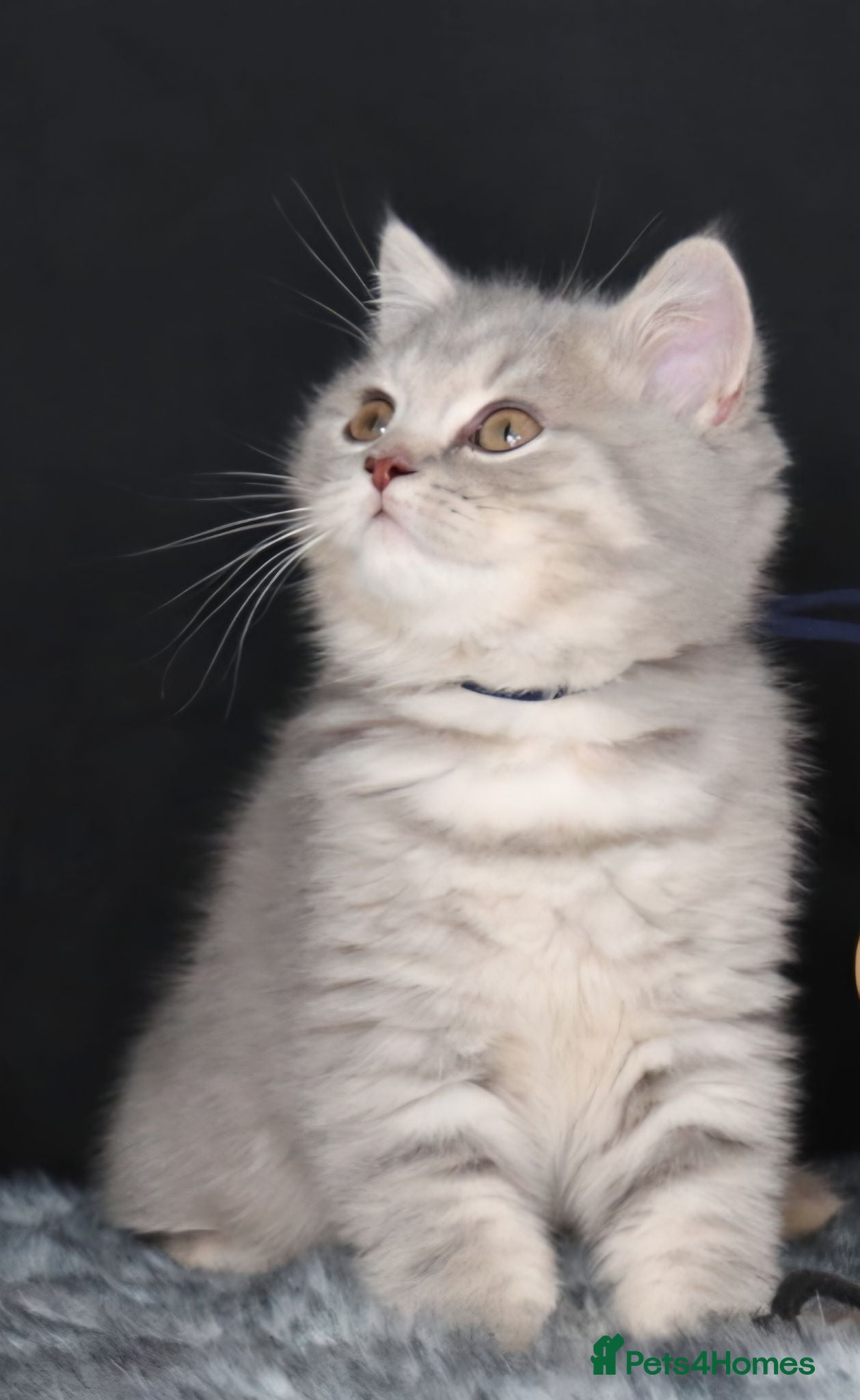 British Shorthair cats Tica registered British Shorthair kittens  - Advert 1