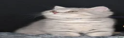British Shorthair cats for sale: Tica registered British Shorthair kittens  - Advert 1