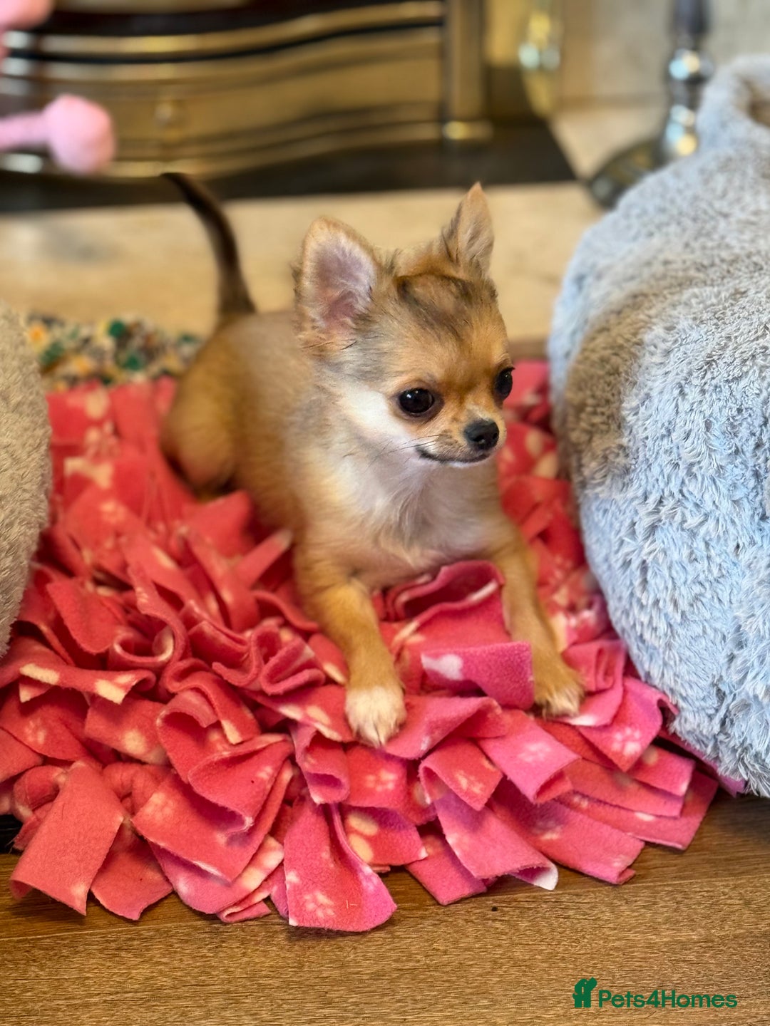 Chihuahua dogs for sale: Last show quality KC long coat Boy  - Advert 34