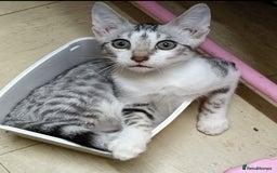 Domestic Shorthair cats for sale: Kittens Ready Now All Colours - Image 16