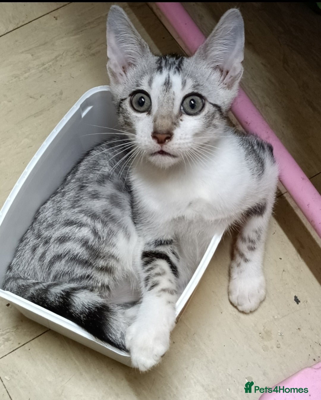 Domestic Shorthair cats for sale: Kittens Ready Now All Colours - Image 16