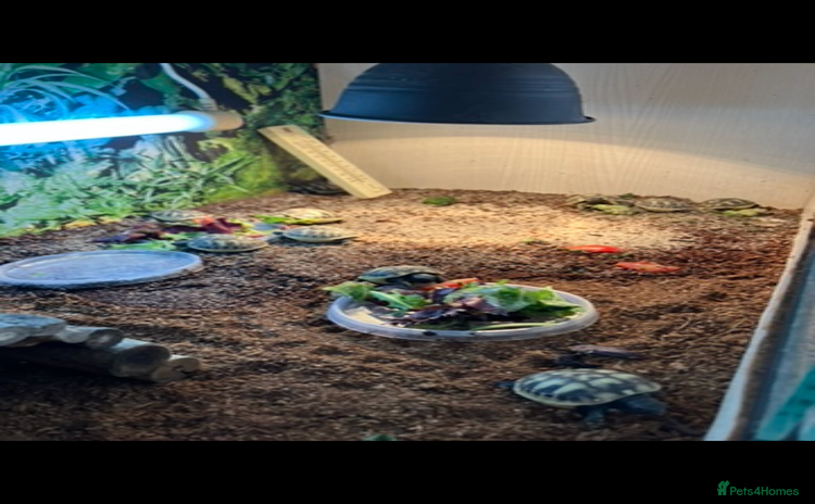 Hermann Tortoise reptiles - Advert 3