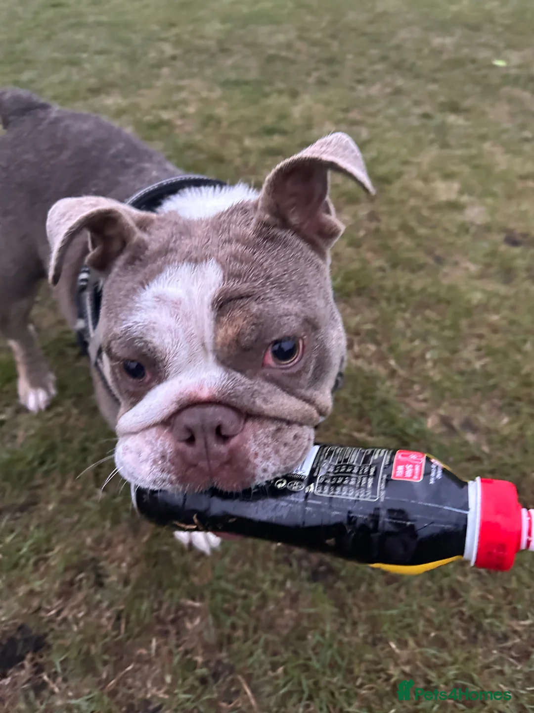 English Bulldog dogs for sale: Female English bulldog in Morpeth - Advert 2