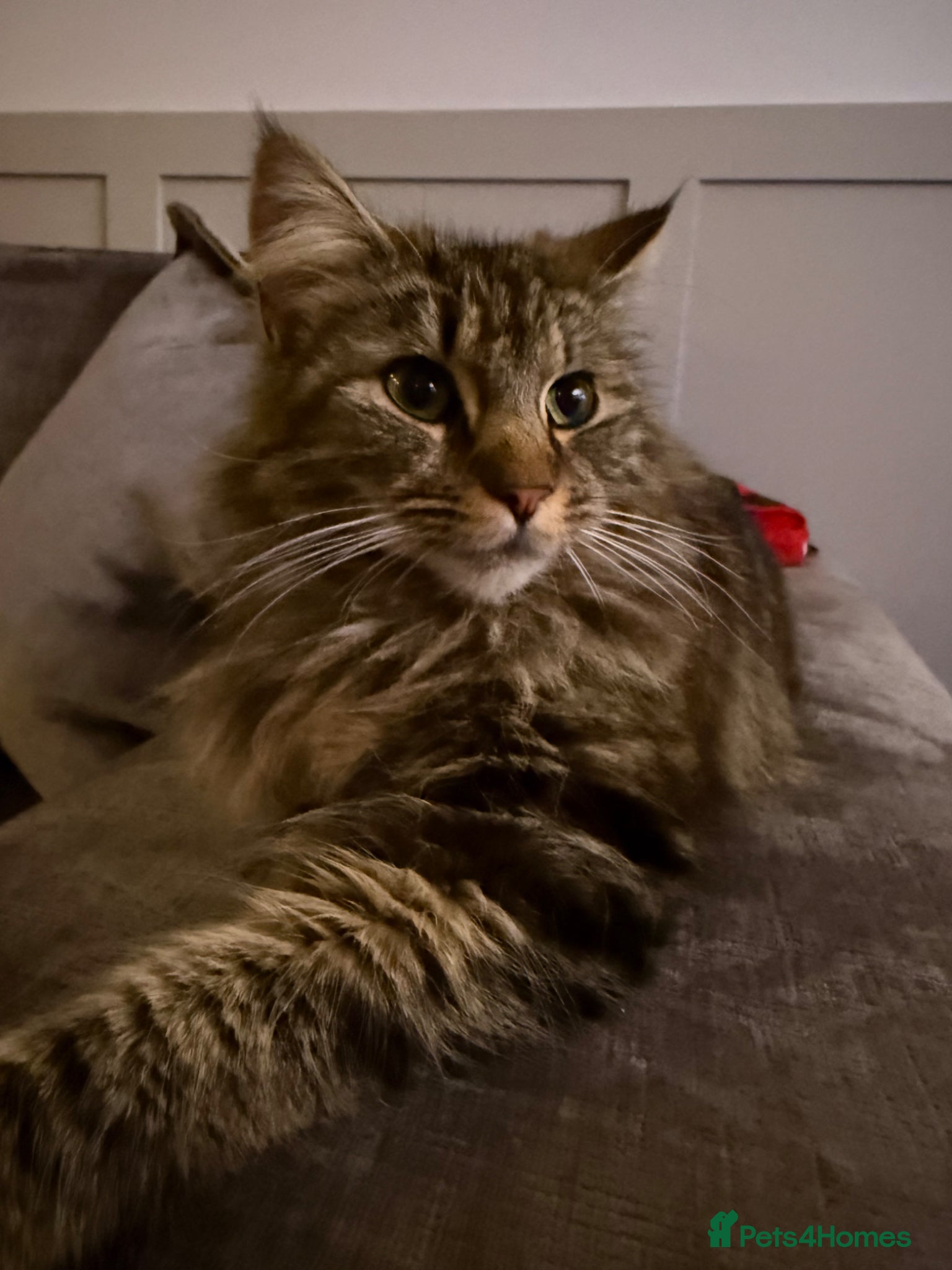 Maine Coon cats Main coon kittens  - Advert 3