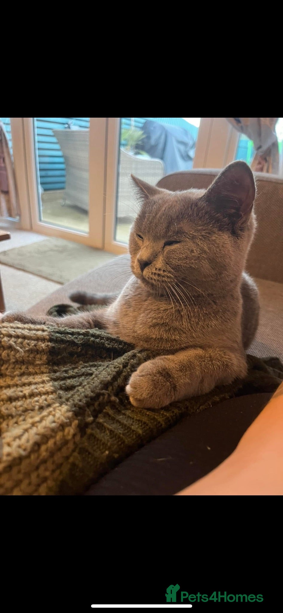 British Shorthair cats Kittens available - Advert 4