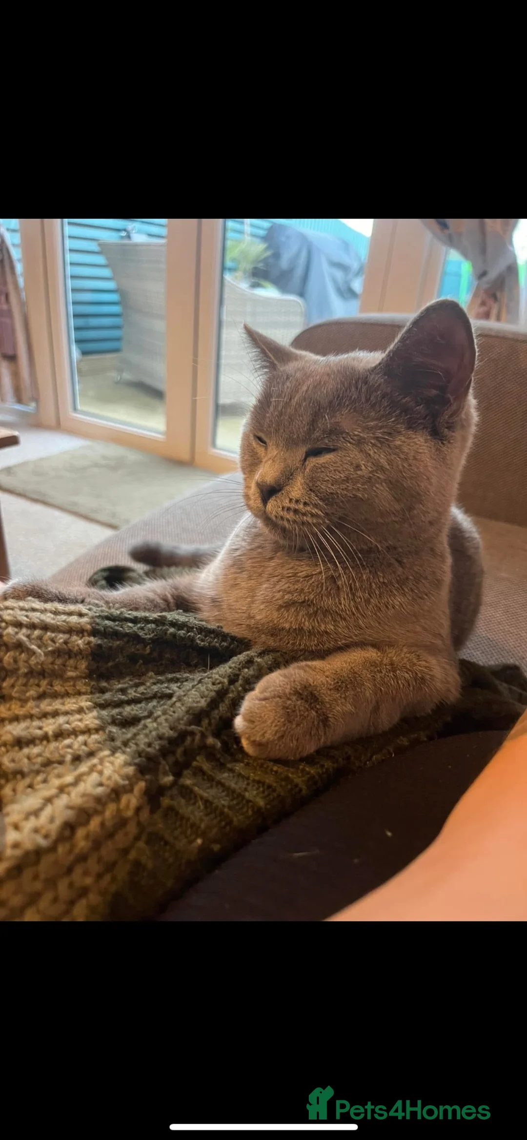 British Shorthair cats for sale: Kittens available - Advert 1