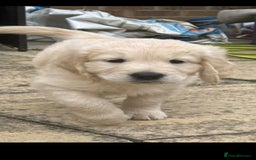 Golden Retriever dogs for sale: Stunning golden retriever babies - Image 12