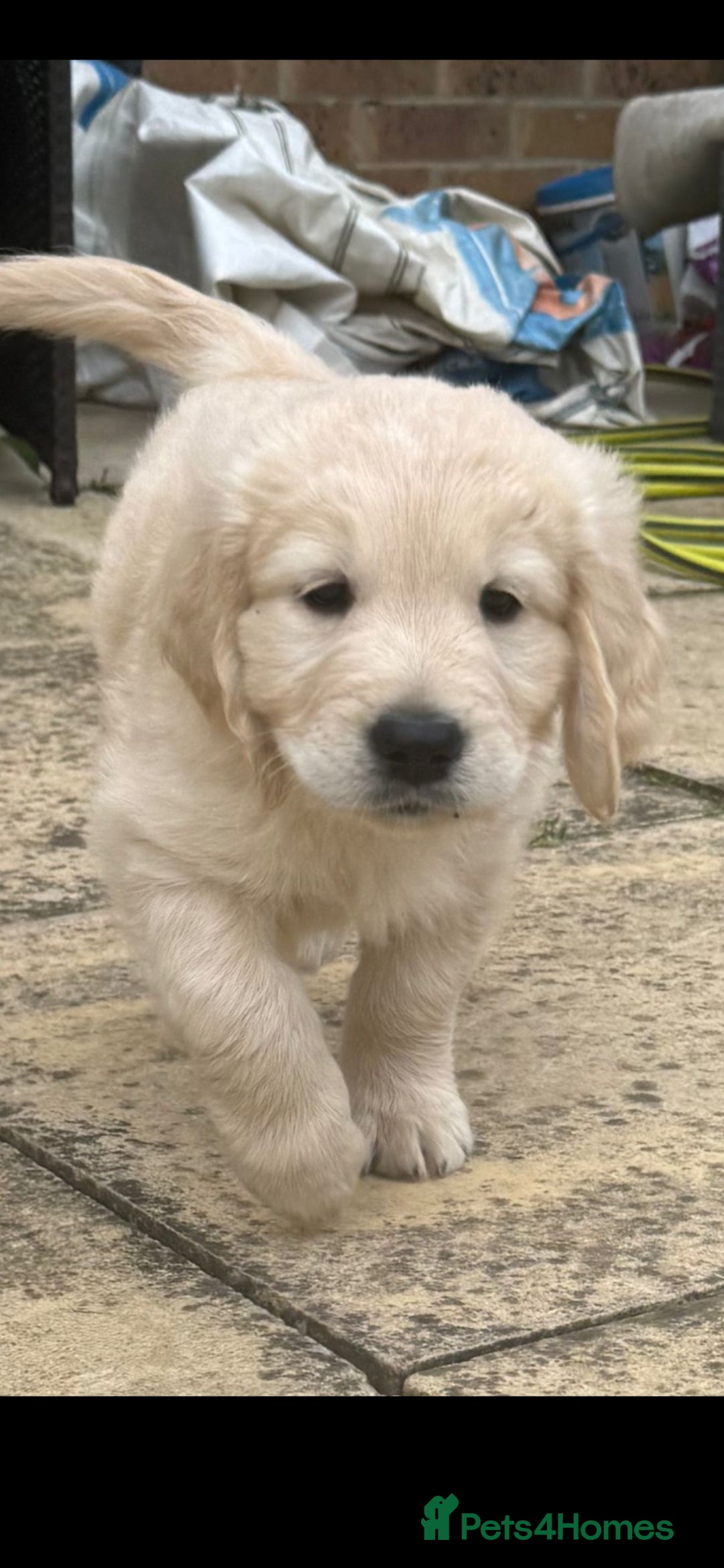 Golden Retriever dogs for sale: Stunning golden retriever babies - Image 12