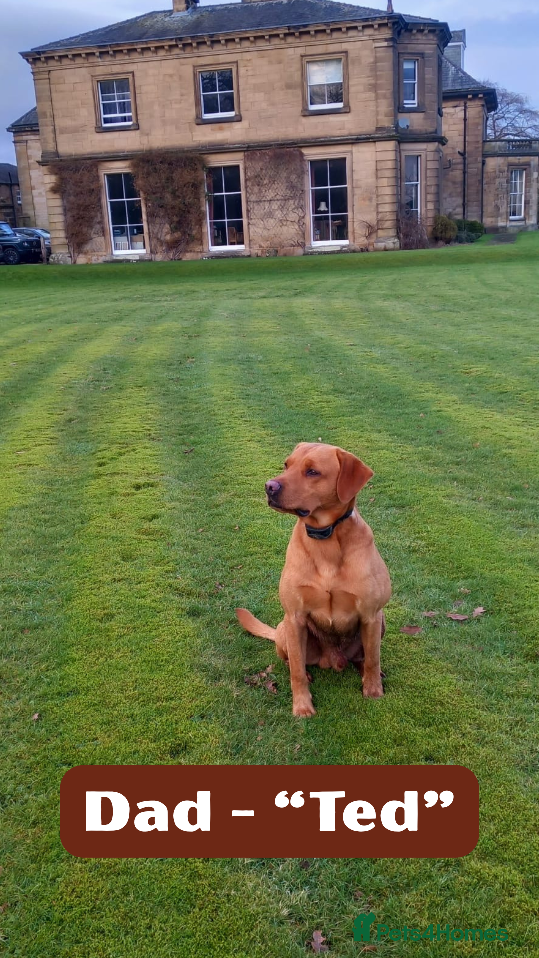 Labrador Retriever dogs for sale: Stunning Fox Red Labrador Puppies – Working lines - Image 7