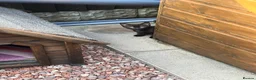 Mixed Breed cats for sale: 2 lovely kittens  - Advert 6