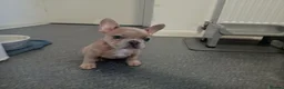 French Bulldog dogs for sale: 4 French Bulldogs for sale in Crawley - Advert 5