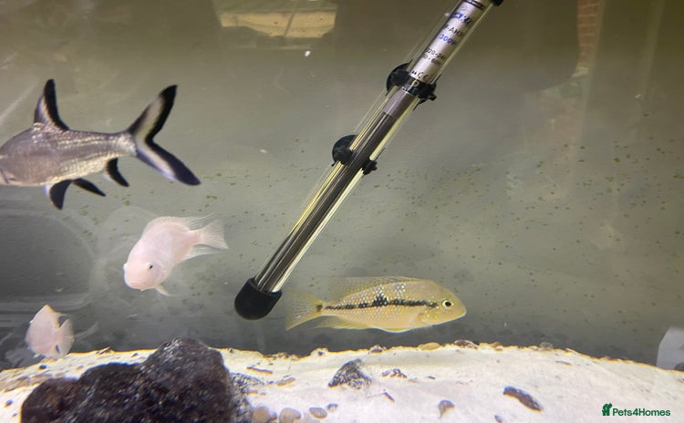 Other/Mixed Breed fish - Advert 1