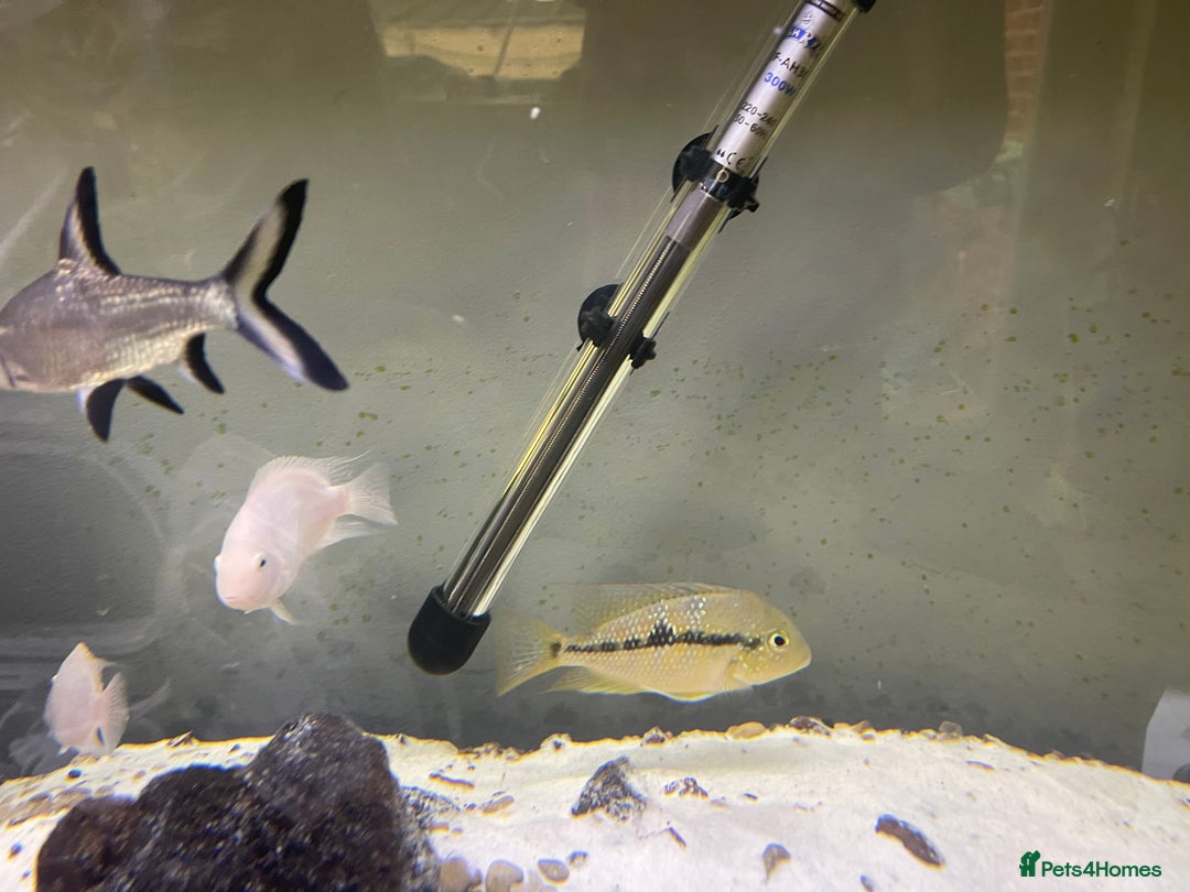 Other/Mixed Breed fish for sale: Multiple fish for rehoming - Image 1