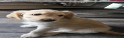 Mixed Breed dogs for sale: Golden retriever x cockapoo boy puppy - Advert 10