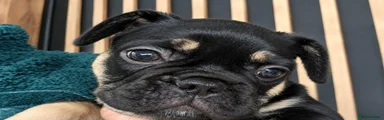 French Bulldog 3