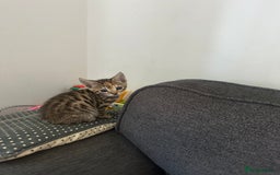 Manx cats for sale: Beautiful Banx Kittens  - Image 9