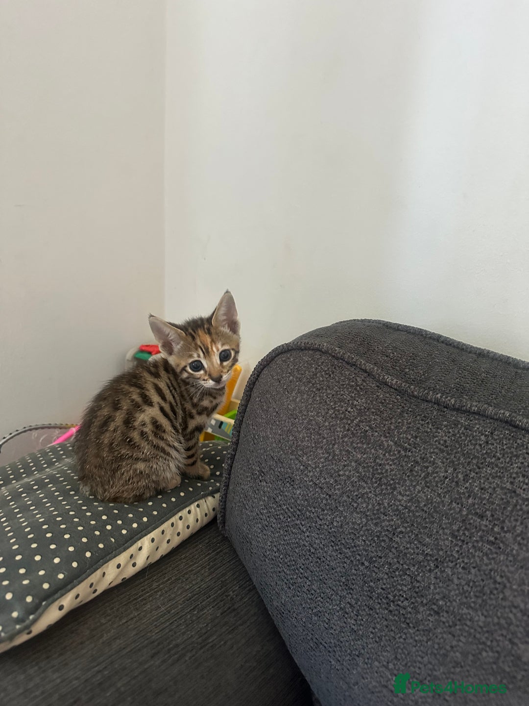 Manx cats for sale: Beautiful Banx Kittens  - Image 9