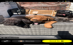 Cane Corso dogs for sale: 5 beautiful cane corso puppies nearly ready to go  - Image 18