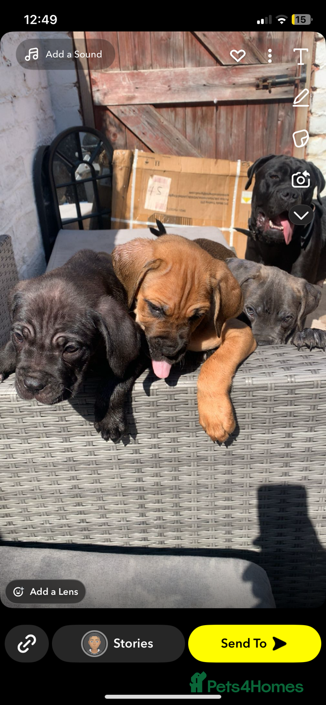 Cane Corso dogs for sale: 5 beautiful cane corso puppies nearly ready to go  - Image 18