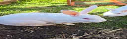 Mixed Breed rabbits for sale: Rabbits  - Advert 2