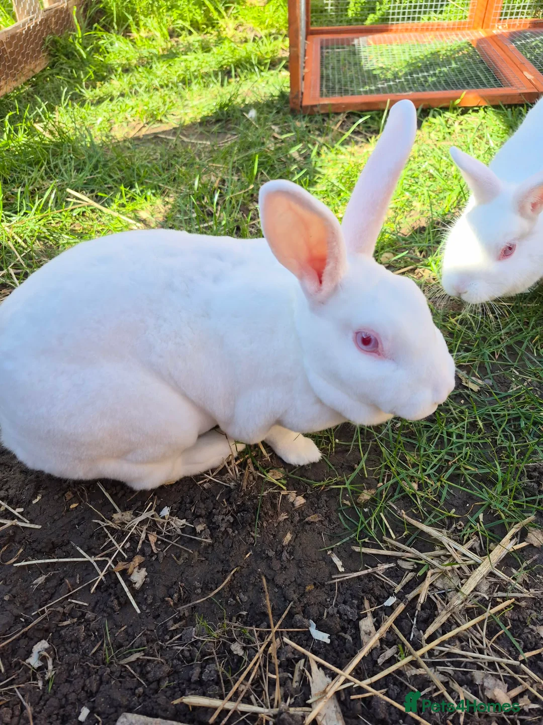 Mixed Breed rabbits for sale: Rabbits  - Advert 2
