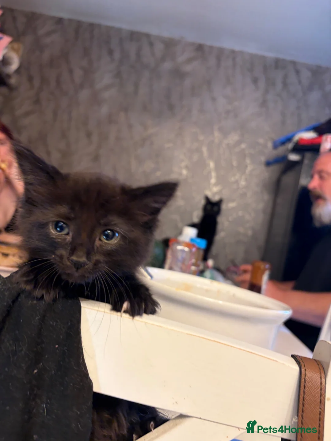 Mixed Breed cats for sale: 4 female kittens - Advert 2