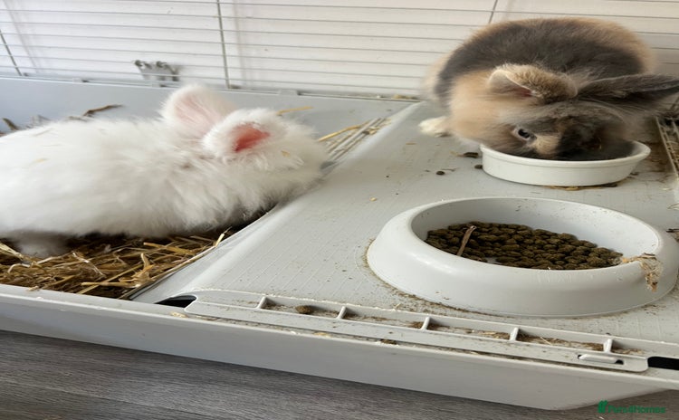Dwarf Lop rabbits - Advert 1