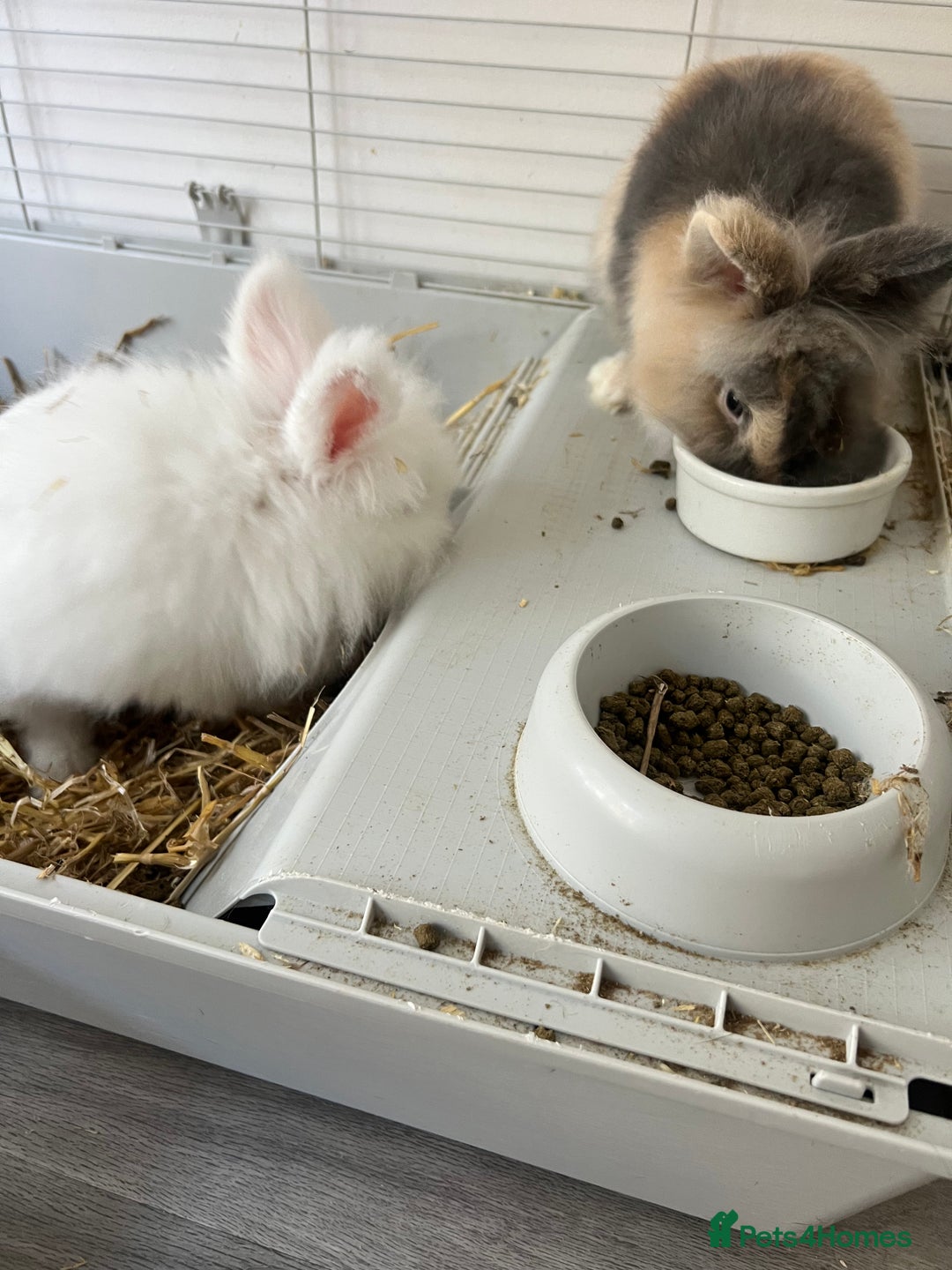 Dwarf Lop rabbits for sale: Rabbits - Image 1