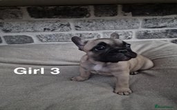 French Bulldog dogs for sale: French Bulldog puppies  - Image 14