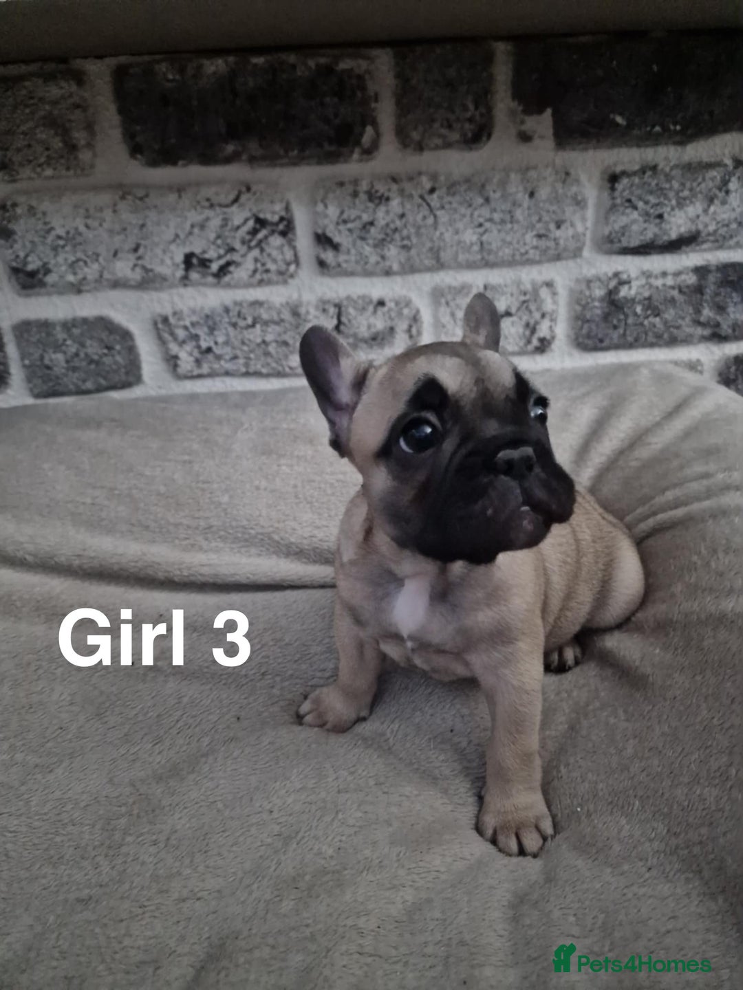 French Bulldog dogs for sale: French Bulldog puppies  - Image 14