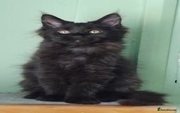 Maine Coon cats for sale: Pure Maine Coon Kittens Looking For A New Home  - Image 12