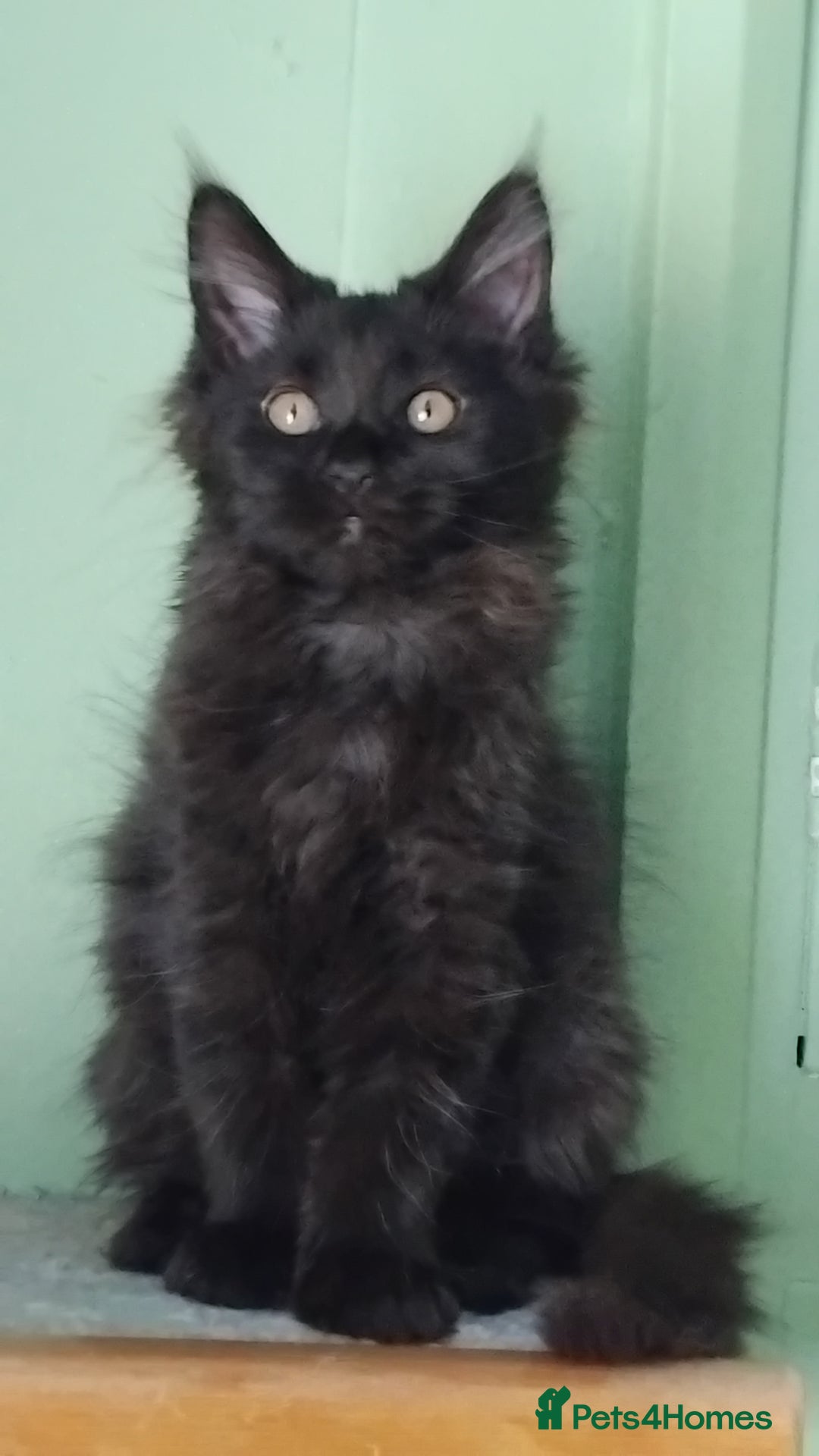 Maine Coon cats for sale: Pure Maine Coon Kittens Looking For A New Home  - Image 12