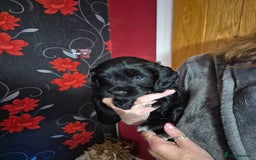Cockapoo dogs for sale: Cockapoo - Image 12