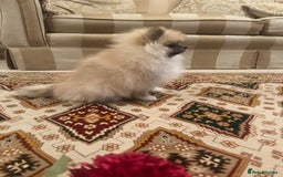 Pomeranian dogs for sale: Stunning litter merl Pomeranian - Image 3