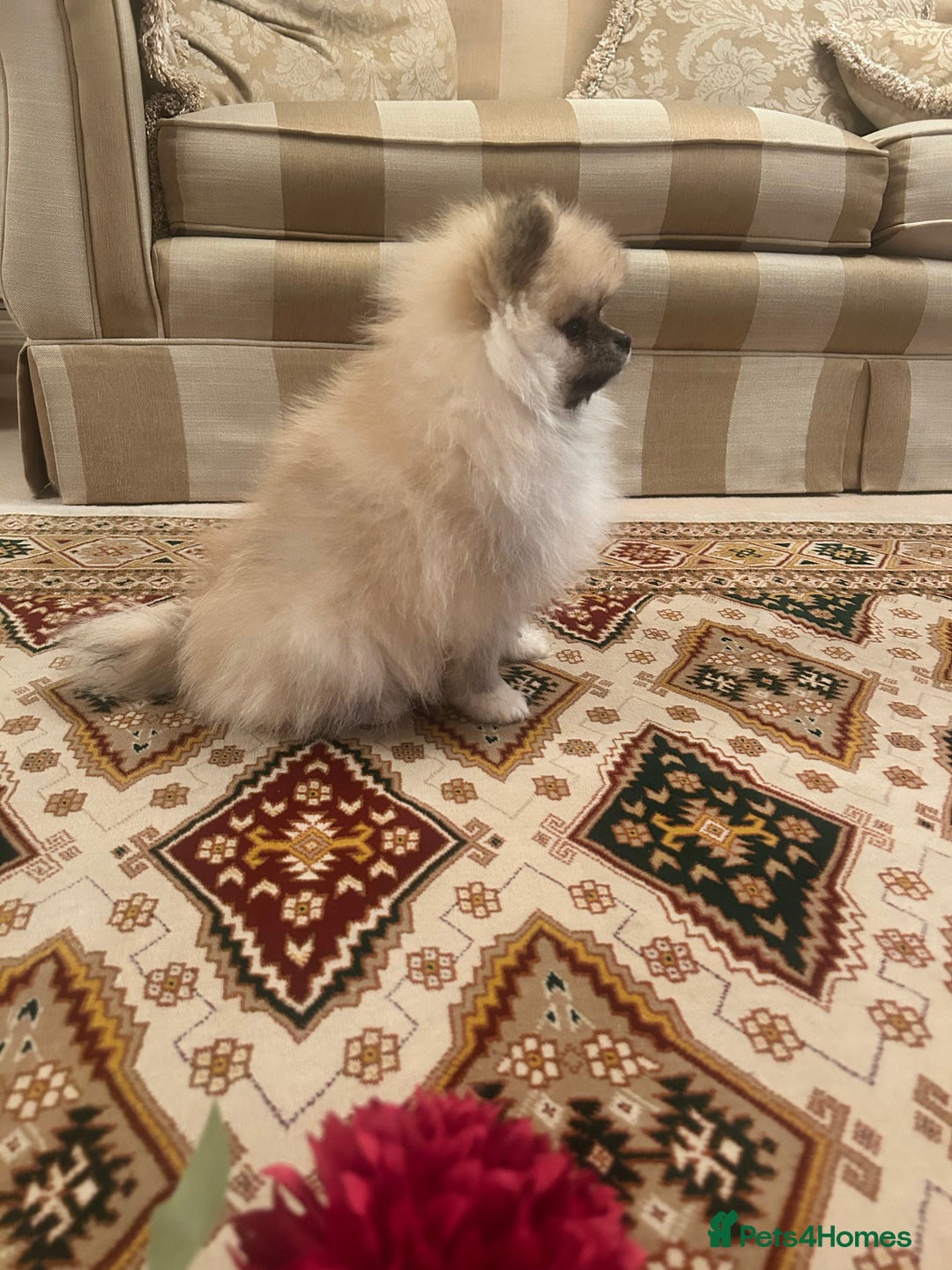 Pomeranian dogs for sale: Stunning litter merl Pomeranian - Image 3