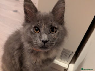 Maine Coon cats Main Coon kittens for sale ( one girl left ) - Advert 6