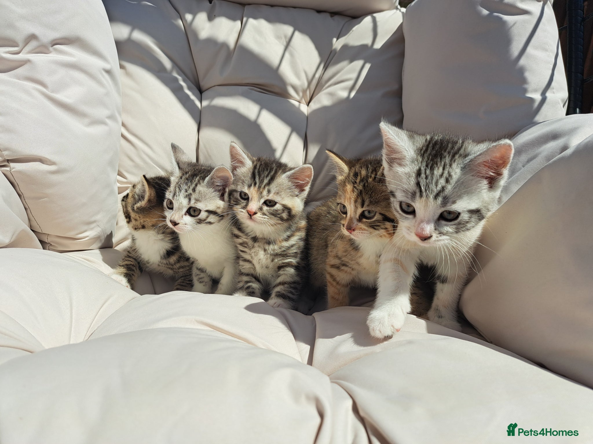 British Shorthair cats Fluffy Tigers (Last Two) - Advert 1