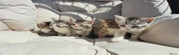British Shorthair cats for sale: Fluffy Tigers (Last Two) - Advert 1