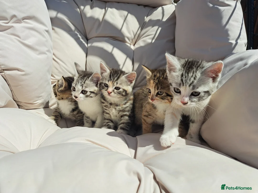 British Shorthair cats for sale: Fluffy Tigers (Last Two) - Advert 1