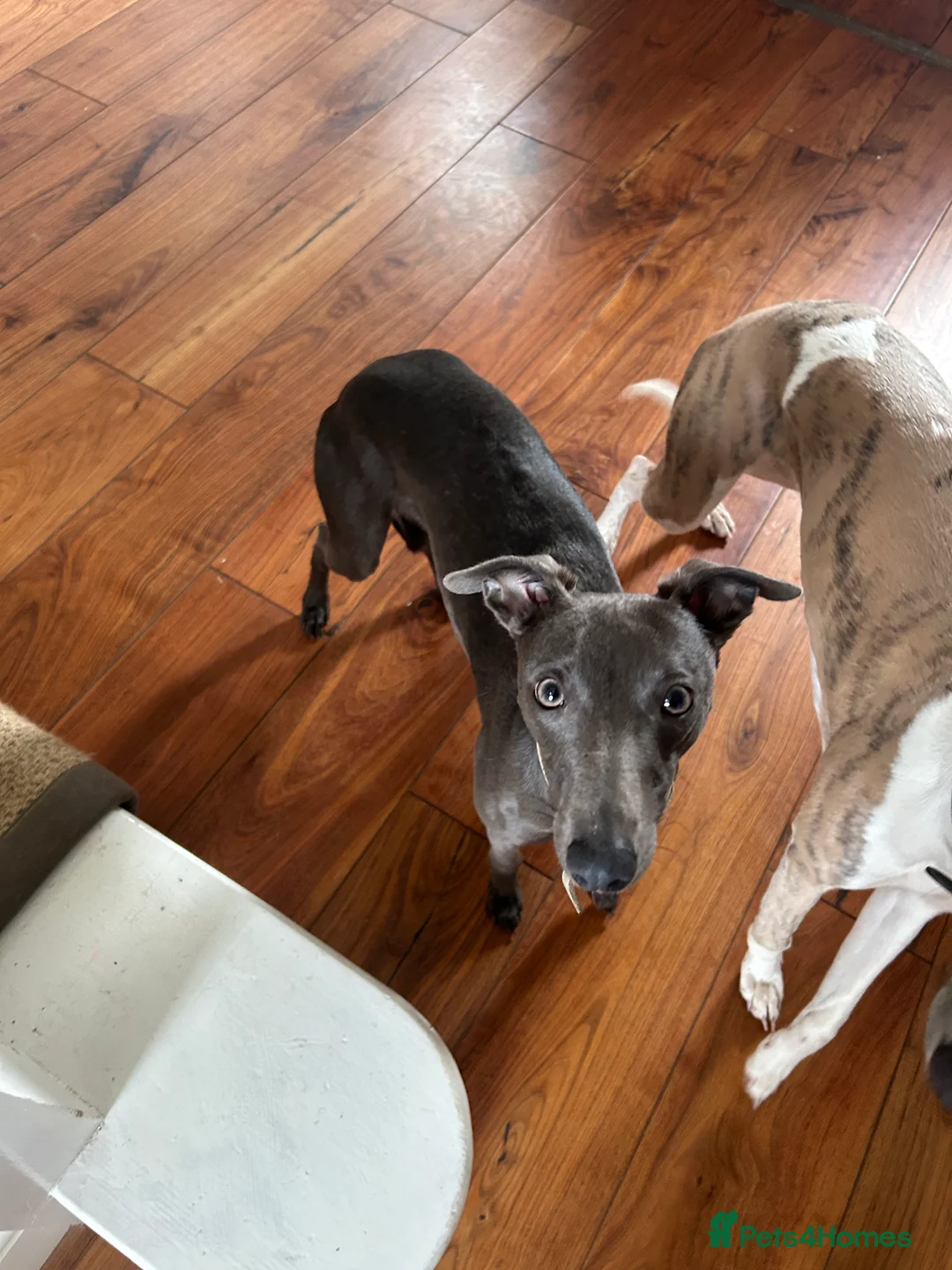 Whippet dogs for sale: Bonnie; a beautiful blue whippet bitch - Advert 6