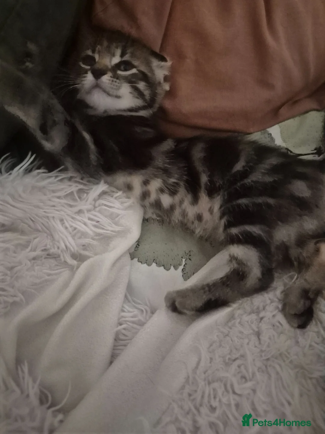 Mixed Breed cats for sale: Kittens Ready to Leave - Advert 2