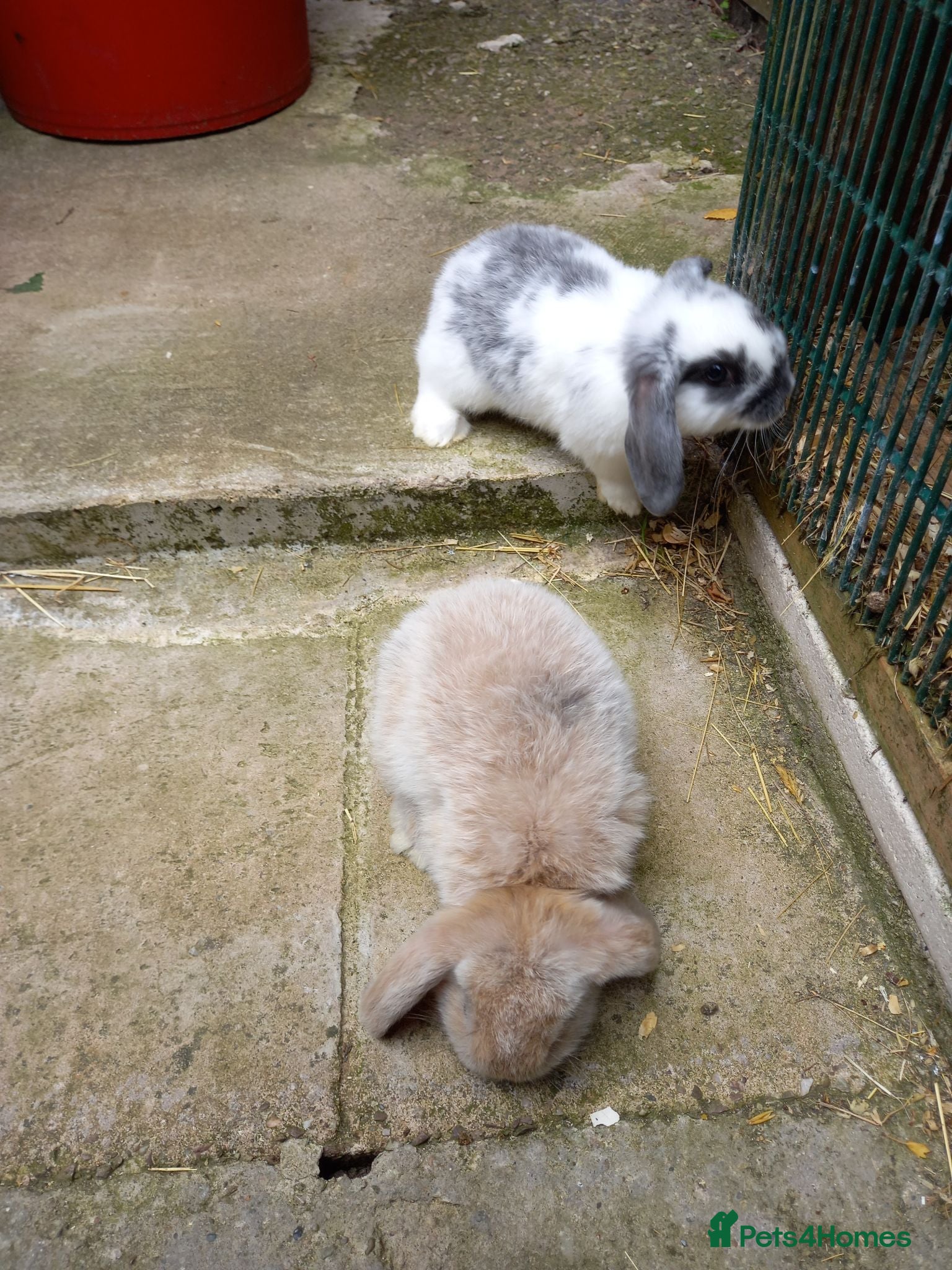 Mini Lop rabbits Mini lop/plush lop babies - Advert 2