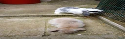 Mini Lop rabbits for sale: Mini lop/plush lop babies - Advert 4
