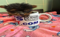 Yorkshire Terrier dogs for sale: Tiny Yorkshire terrier puppies for sale  - Image 4