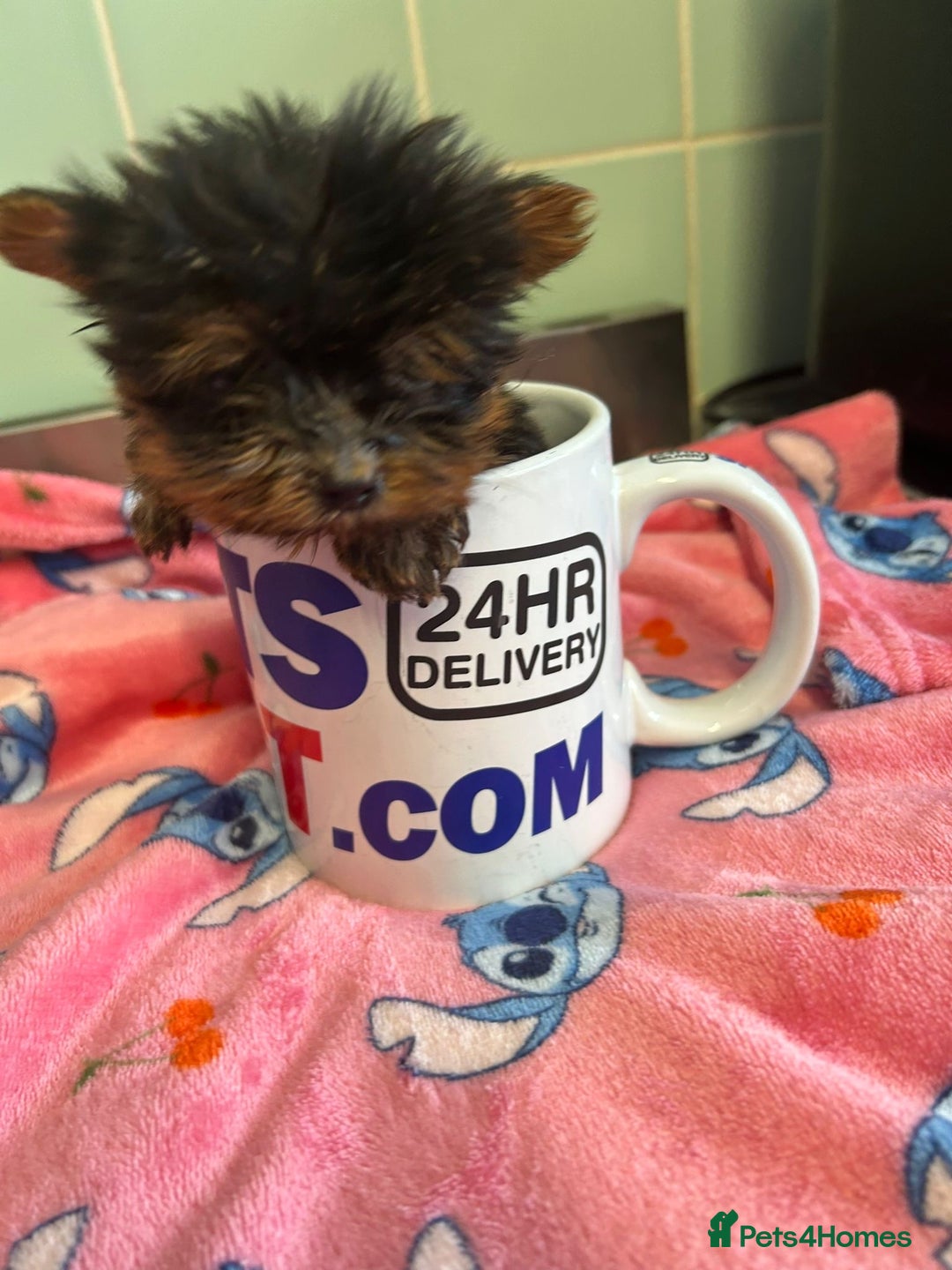 Yorkshire Terrier dogs for sale: Tiny Yorkshire terrier puppies for sale  - Image 4
