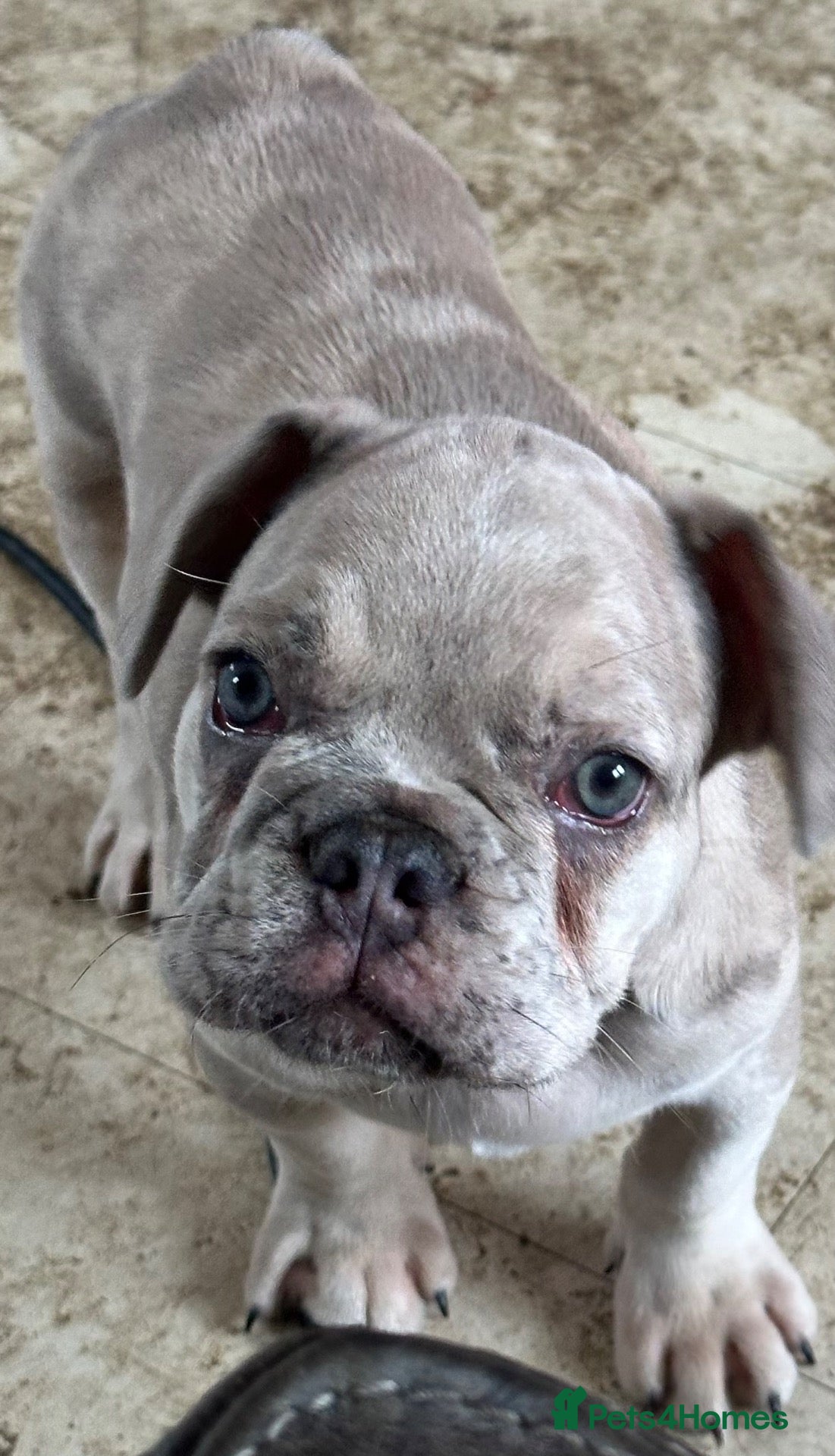 French Bulldog dogs Male lilac merle puppy. - Advert 17