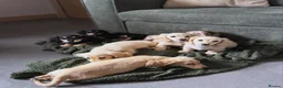 Miniature Dachshund dogs for sale: KC cream dachshunds  - Advert 17