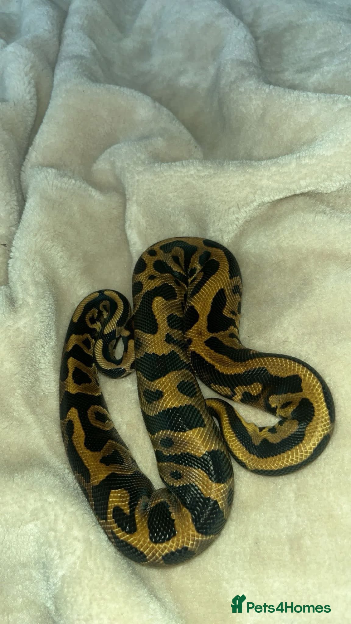 Python Snake reptiles Leopard ball python male  - Advert 1